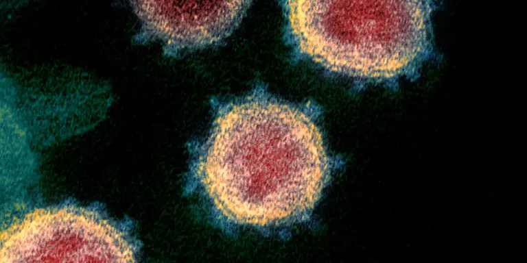 Dades sobre coronavirus fins al 22 de novembre