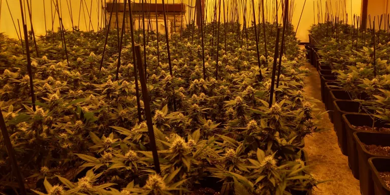 Desmantellen dues plantacions de marihuana a Vidreres