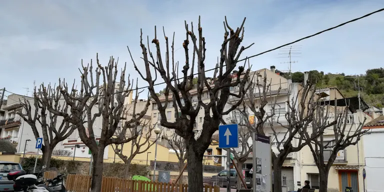 Actualment s’està fent una poda als arbres de diferents places d’Arenys de Munt
