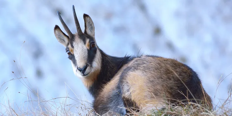 El Zoo del Pirineu inaugura un nou espai per a animals en semillibertat