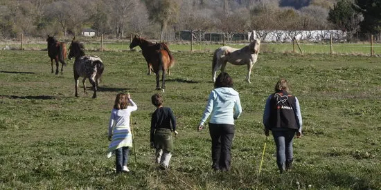 Equànima ofereix nous programes de teràpia assistida amb cavalls