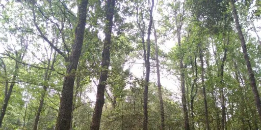 La gestió forestal tindrà més pes que el canvi climàtic en el valor futur dels productes i serveis que proporcionen els boscos mediterranis