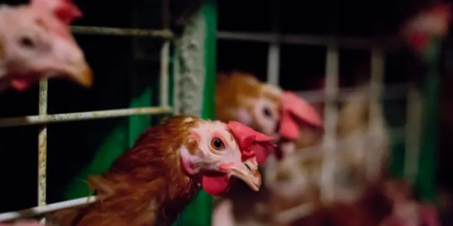 Anna Toda: "Aquesta reducció de la presència de la proteïna d'origen animal és un element més d'una criminalització generalitzada que es vol fer de la carn, culpant al sector de la crisi climàtica"