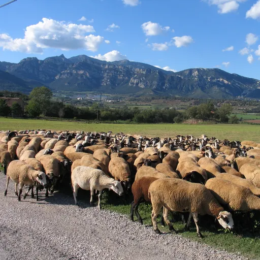 Els camins ramaders i la transhumància protagonitzen una conferència a l’Ateneu de Sant Just