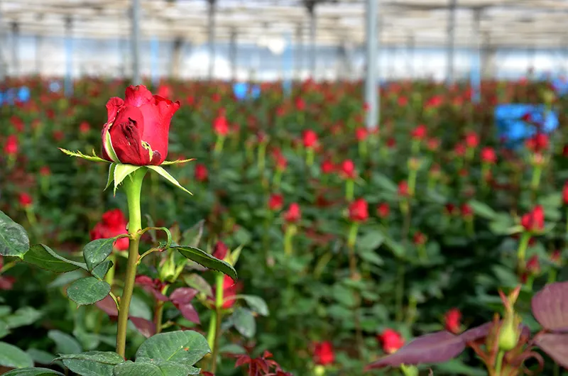 El Mercat de la Flor, preparat per vendre més de 7 milions de roses vermelles i 400.000 de grogues