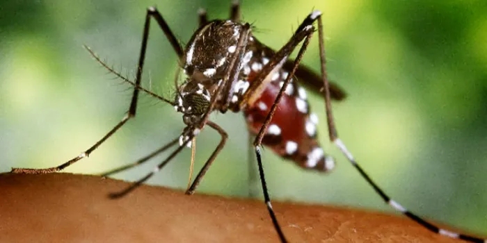 Arenys és un dels 22 municipis on el CCM actuarà de nou per evitar la propagació del mosquit tigre