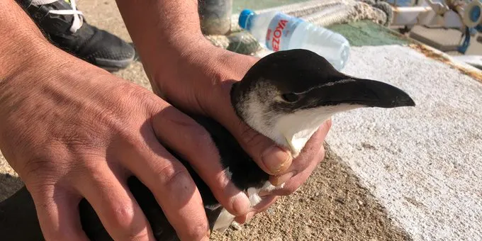 Els gavots arriben a la costa arenyenca