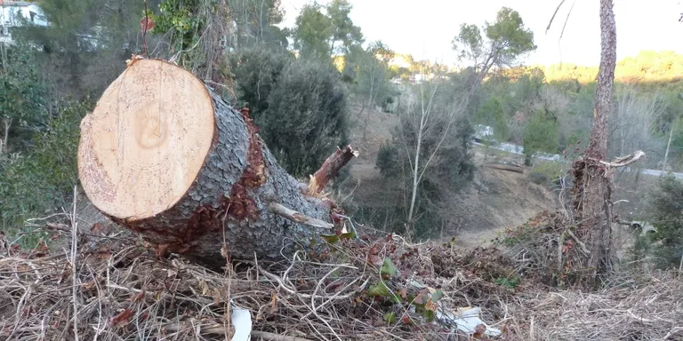 ICV detecta mancances de comunicació al voltant de la tala d'arbres