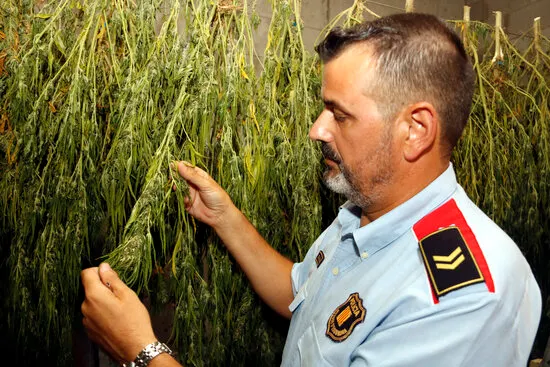 El Maresme és una de les zones amb més cultiu de marihuana de Catalunya i d'Europa