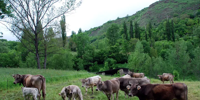 Agricultura fa el seguiment de set casos de tuberculosi bovina detectats en ramats del Pirineu