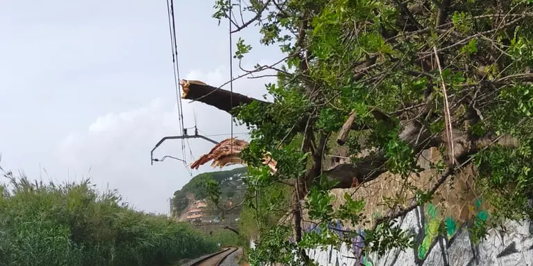 La caiguda d'un arbre obliga a tallar la circulació de trens entre Arenys i Pineda de Mar