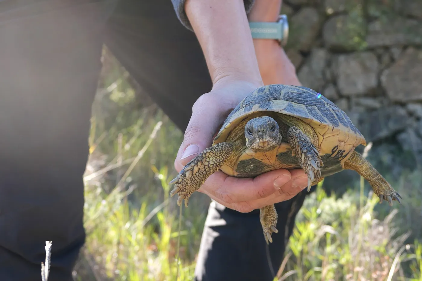 Una de les tortugues alliberades al Parc Natural dels Ports