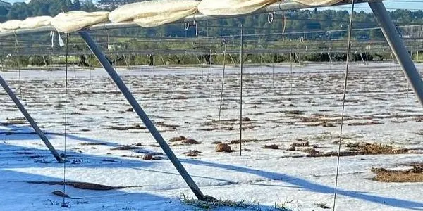 La pedregada arrasa bona part dels cultius exteriors d’Horta Blanch