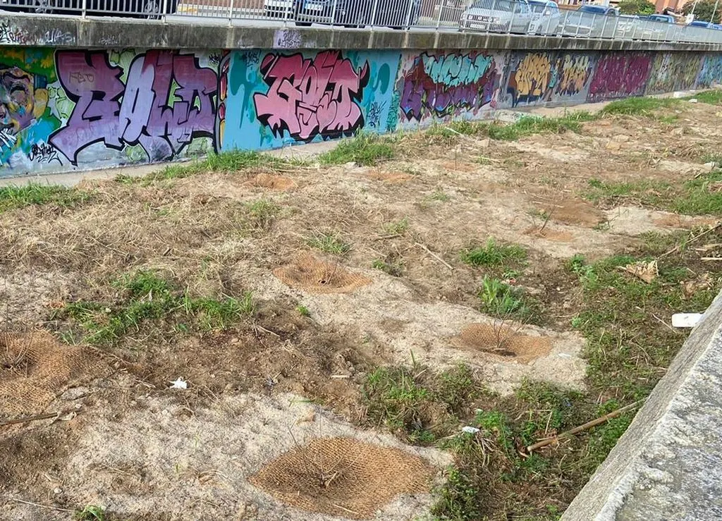 Es planten alocs a la Riera de Vilassar dins dels Pressupostos Participatius 2019