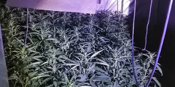 Els mossos troben més de 700 plantes de marihuana en una casa ocupada de Can Valls