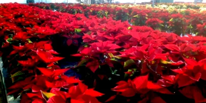 Els productors de ponsètia esperen superar les vendes de l'any passat