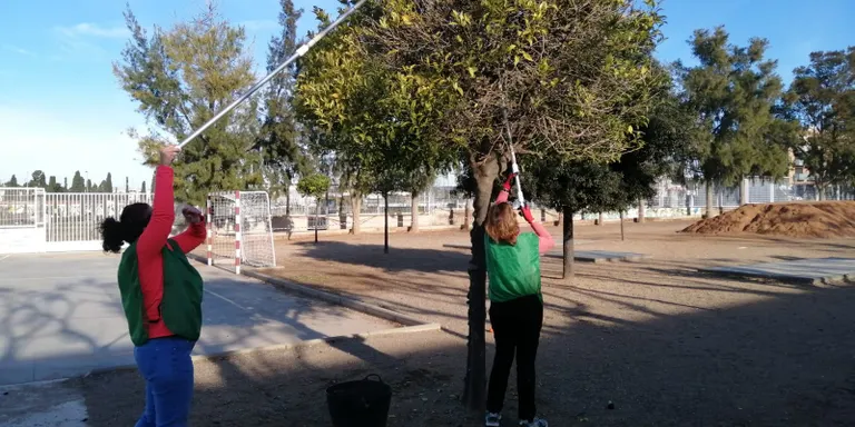Prova pilot per aprofitar els fruits dels arbres dels espais públics