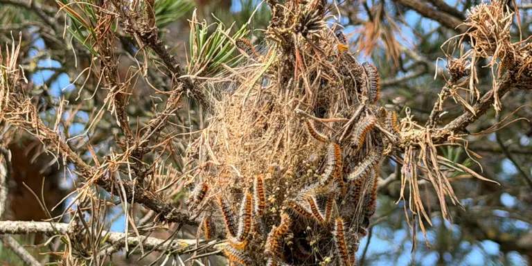 La campanya de tractaments aeris contra la processionària del pi arribarà a 1.150 hectàrees de boscos del Solsonès