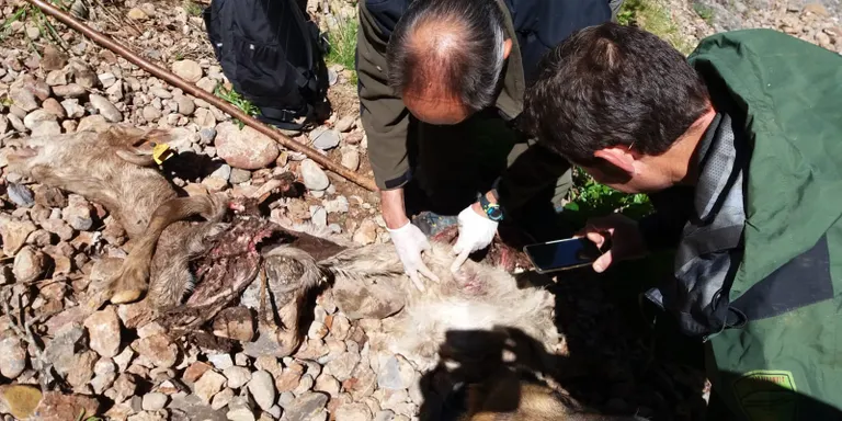 Primera mort causada per Goiat al Pallars Jussà i nou atac de l'ós a un agrupament de ramats