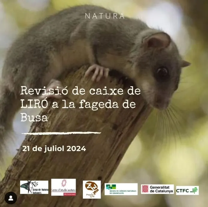 El Grup de Natura del Solsonès durà a terme una revisió de caixes niu de liró a la fageda de Busa