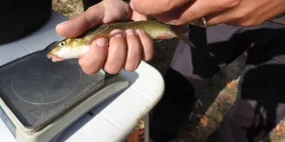 Agricultura allibera a Lleida més de 1.200 exemplars de peixos autòctons al Noguera Ribagorçana