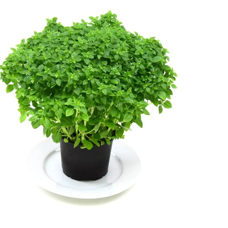 El CTFC crea un catàleg online amb prop de 200 plantes aromàtiques i medicinals