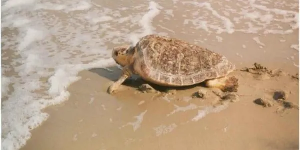 Els Mossos d'Esquadra denuncien un turista francès per molestar una tortuga babaua que volia nidificar