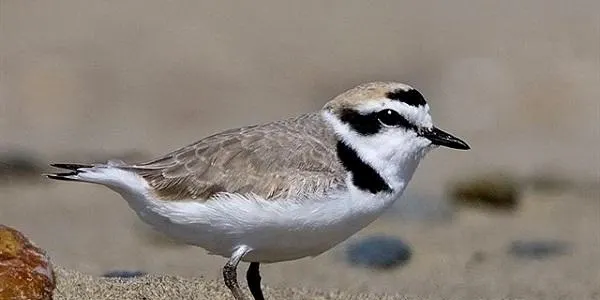El corriol camanegre, escollit ‘Au de l’Any 2019’ per la Societat Espanyola d’Ornitologia –SEO Bird Life