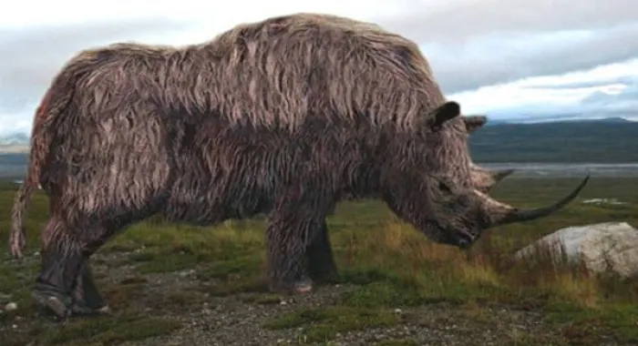 La biblioteca acull una xerrada sobre el Rinoceront Llanut trobat a Arenys