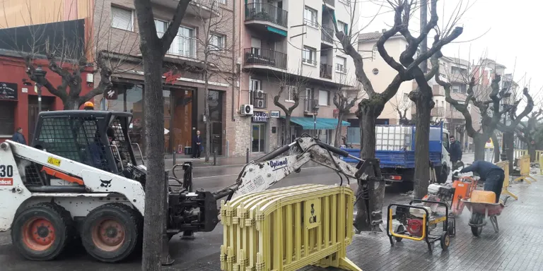 Han començat els treballs per la substitució d'arbres a la via pública