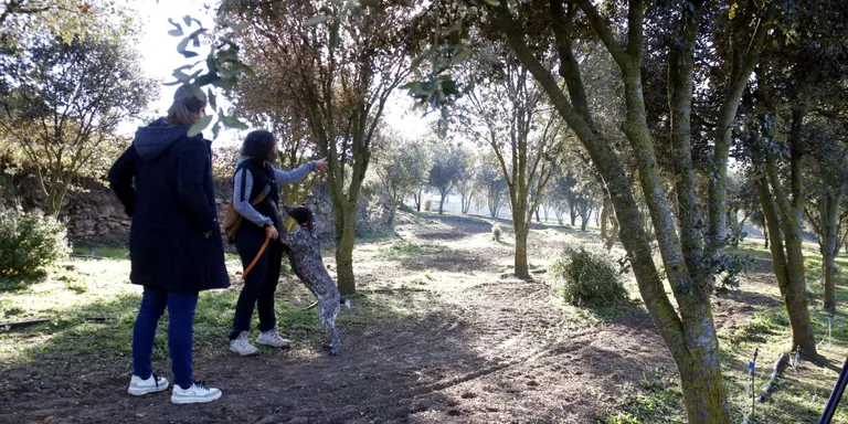 El Lluçanès posa en marxa la Ruta de la Tòfona amb la visita a una plantació i tastos