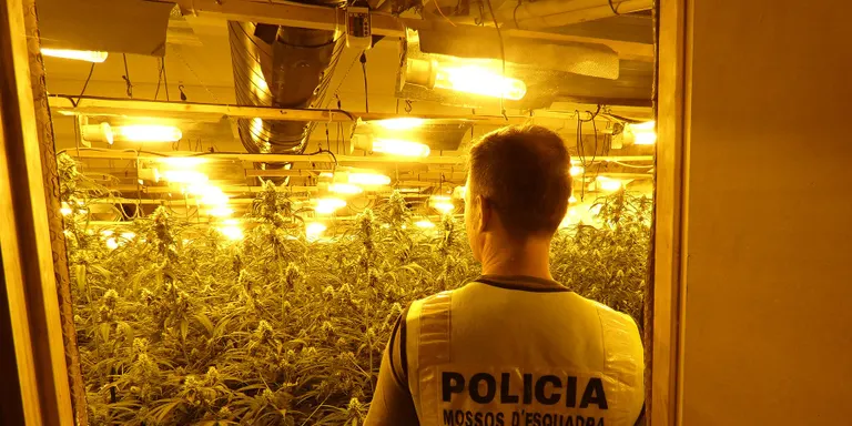 A presó dos homes que cultivaven 1.500 plantes de marihuana a Fogars de la Selva
