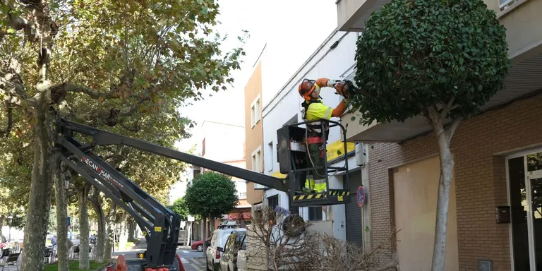 L’Ajuntament de Cambrils inicia la campanya de poda de l’arbrat viari per fer el seu manteniment