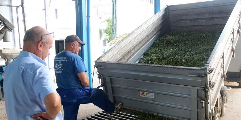 Els productors de la DOP Baix Ebre-Montsià consoliden l'avançament de la campanya per obtenir olis de major qualitat