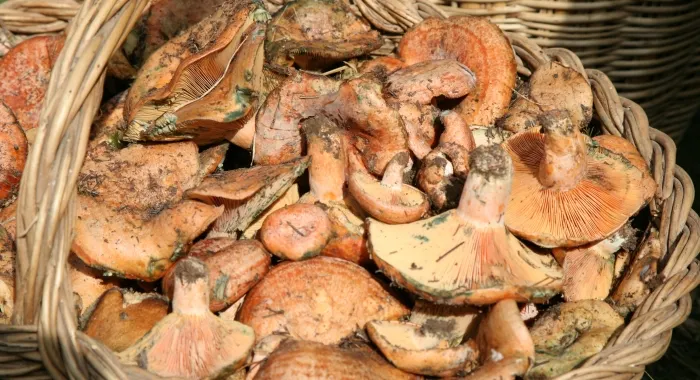 18 restaurants d'Arenys participen a les Jornades Gastronòmiques del Bolet