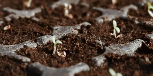 La Finca del Canyadell d’Altafulla acollirà un taller per conèixer les varietats agrícoles tradicionals del Camp de TGN