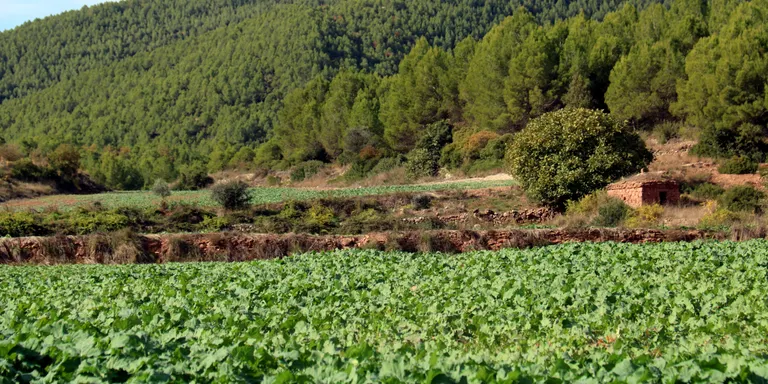 Sant Mateu de Bages projecta una planta de biogàs per reduir la pressió dels purins