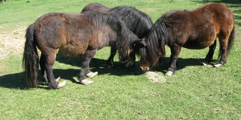 La Guàrdia Civil denuncia el mal estat de tres animals d'una explotació ramadera del Pallars Jussà