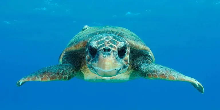 L'arribada d'una tortuga a les costes del Maresme podria ser imminent les hores vinents