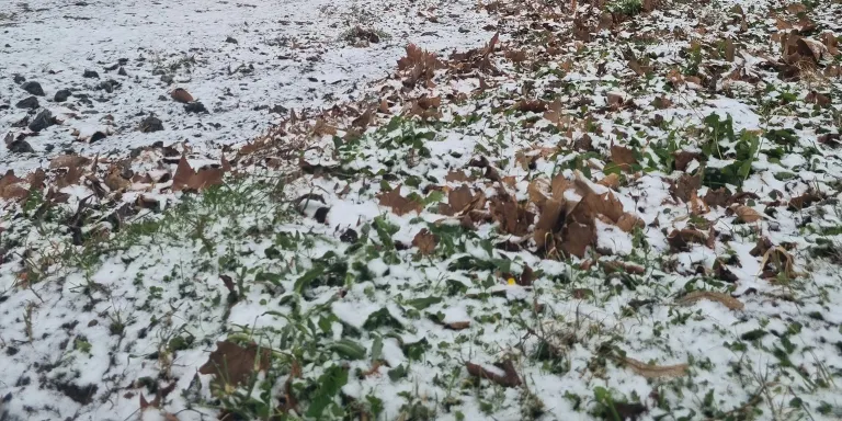 Enfarinada a Hortsavinyà i el Montnegre