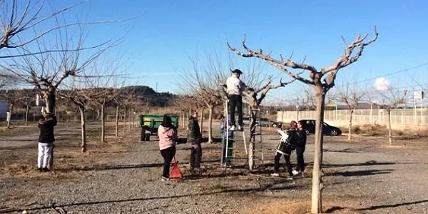 Els alumnes del PTT d’Altafulla realitzen tasques de poda a l’aparcament de l’estació de trens