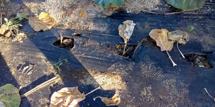 Sóc Pagès denuncia destrosses en el seu hort durant la Nit de Naps i Cols