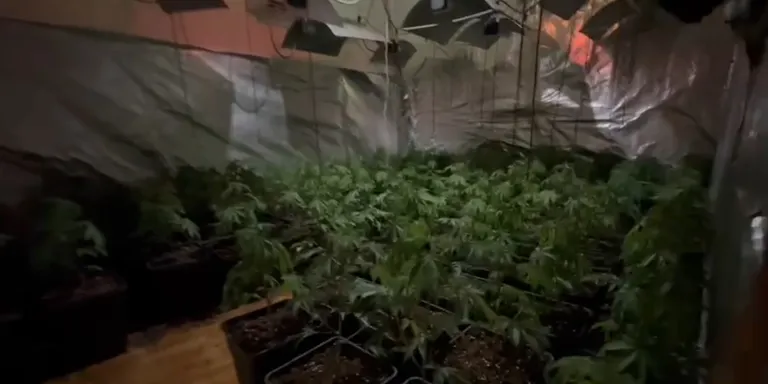 Detingut un home amb una gran plantació de marihuana a la Bisbal del Penedès