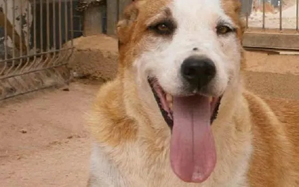 Foto: Protectora d'Animals de Torredembarra