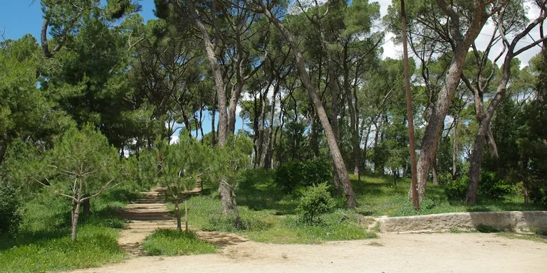 El Dia de l’arbre autòcton torna al bosc de Ca n’Oriol