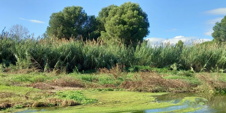 Aquest dissabte se celebra una nova edició de la Plantada de Sant Salvador, amb la col·laboració de l'Ajuntament de Constantí