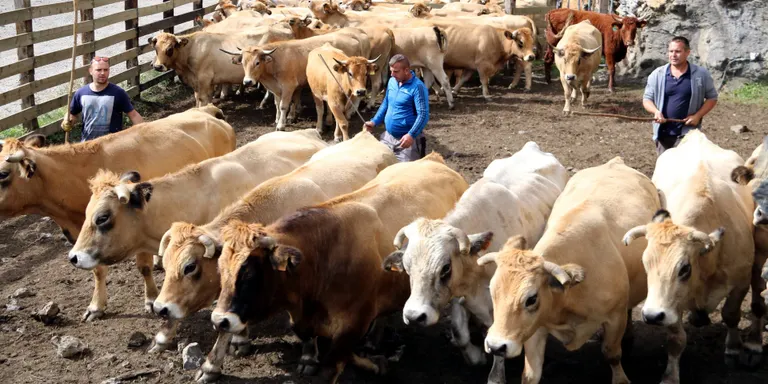 Avancen la tornada de les vaques des de la muntanya de Llessui per la manca de pastures
