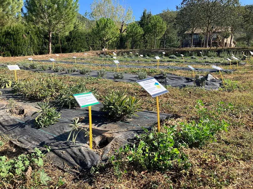 El CTFC organitza visites guiades al seu camp de plantes aromàtiques i medicinals
