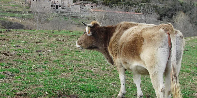 Unió de Pagesos demana facilitar l'autorització excepcional per a alimentar la ramaderia ecològica de muntanya