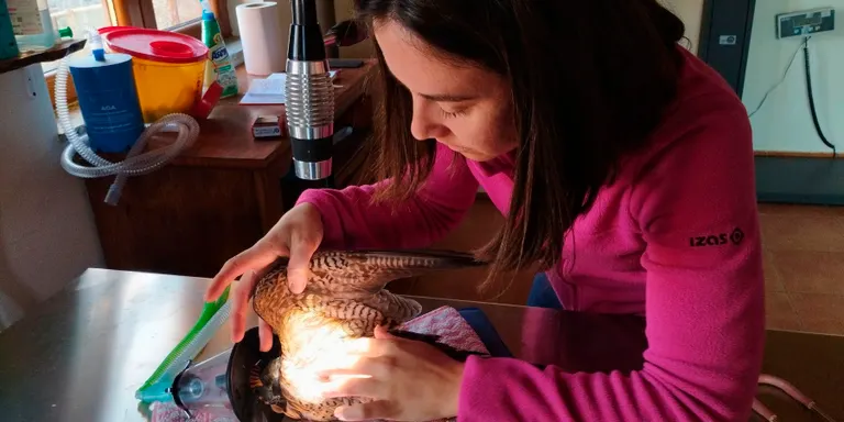 El Zoo del Pirineu ha pogut tornar a la natura 228 animals rehabilitats durant el 2023